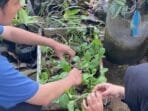 Mahasiswa KKN UNDIP Dorong Percepatan Program Kelompok Wanita Tani di Desa Kedungwinong Melalui Optimalisasi Logistik