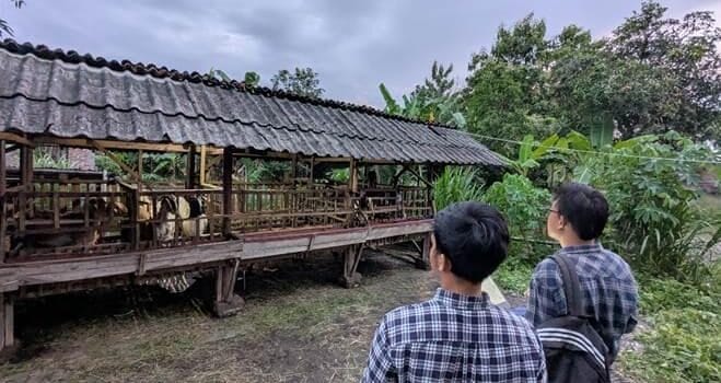 Dukung Peternakan Berkelanjutan, Mahasiswa KKN Undip Petakan Lokasi Ternak di Kedungwinong Dukung Peternakan Berkelanjutan, Mahasiswa KKN Undip Petakan Lokasi Ternak di Kedungwinong