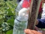 Lalat Buah Ancam Panen, Mahasiswa KKN-T UNDIP Tawarkan Fly Trap sebagai Solusi Tepat Guna