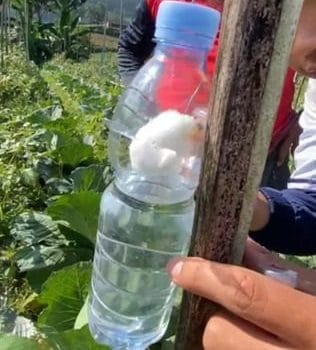 Lalat Buah Ancam Panen, Mahasiswa KKN-T UNDIP Tawarkan Fly Trap sebagai Solusi Tepat Guna Lalat Buah Ancam Panen, Mahasiswa KKN-T UNDIP Tawarkan Fly Trap sebagai Solusi Tepat Guna