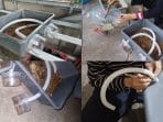 Mahasiswa KKN Undip Membuat Prototype Pemisahan Maggot dengan Prepupa secara Otomatis