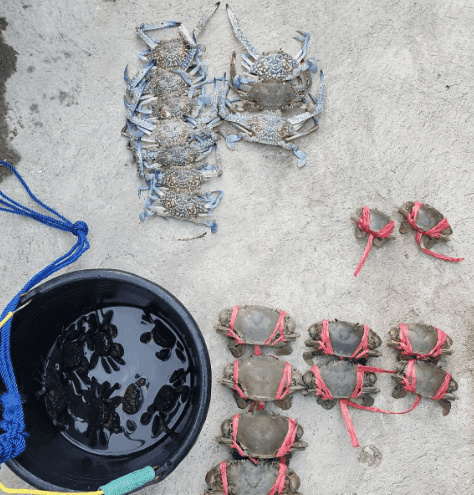 Emas Biru Betahwalang, Perjuangan Nelayan Rajungan di Antara Mimpi Pabrik dan Ancaman Abrasi