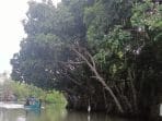 Mahasiswa KKN Tim 95 Undip Dukung Aksi Petani Tambak Betahwalang dalam Penanaman dan Rehabilitasi Mangrove Mahasiswa KKN Tim 95 Undip Dukung Aksi Petani Tambak Betahwalang dalam Penanaman dan Rehabilitasi Mangrove