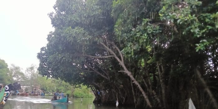 Mahasiswa KKN Tim 95 Undip Dukung Aksi Petani Tambak Betahwalang dalam Penanaman dan Rehabilitasi Mangrove Mahasiswa KKN Tim 95 Undip Dukung Aksi Petani Tambak Betahwalang dalam Penanaman dan Rehabilitasi Mangrove