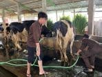 Tingkatkan Kualitas dan Mutu Peternakan Sapi Perah di Sumberejo, KKN Undip Berkolaborasi dengan Kelompok Tani Sumber Makmur Tingkatkan Kualitas dan Mutu Peternakan Sapi Perah di Sumberejo, KKN Undip Berkolaborasi dengan Kelompok Tani Sumber Makmur