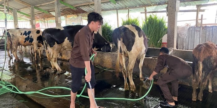 Tingkatkan Kualitas dan Mutu Peternakan Sapi Perah di Sumberejo, KKN Undip Berkolaborasi dengan Kelompok Tani Sumber Makmur