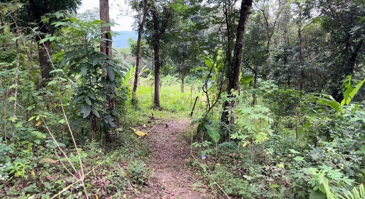 Inovasi Mahasiswa KKN-T IDBU Tim 32 Wujudkan Pengembangan Agrowisata Berkelanjutan di Desa Mluweh, Kabupaten Semarang Inovasi Mahasiswa KKN-T IDBU Tim 32 Wujudkan Pengembangan Agrowisata Berkelanjutan di Desa Mluweh, Kabupaten Semarang
