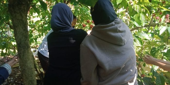 Panen Kopi Jadi Momen Kebersamaan Mahasiswa KKN-T Undip Tim 21 dan Warga Panen Kopi Jadi Momen Kebersamaan Mahasiswa KKN-T Undip Tim 21 dan Warga