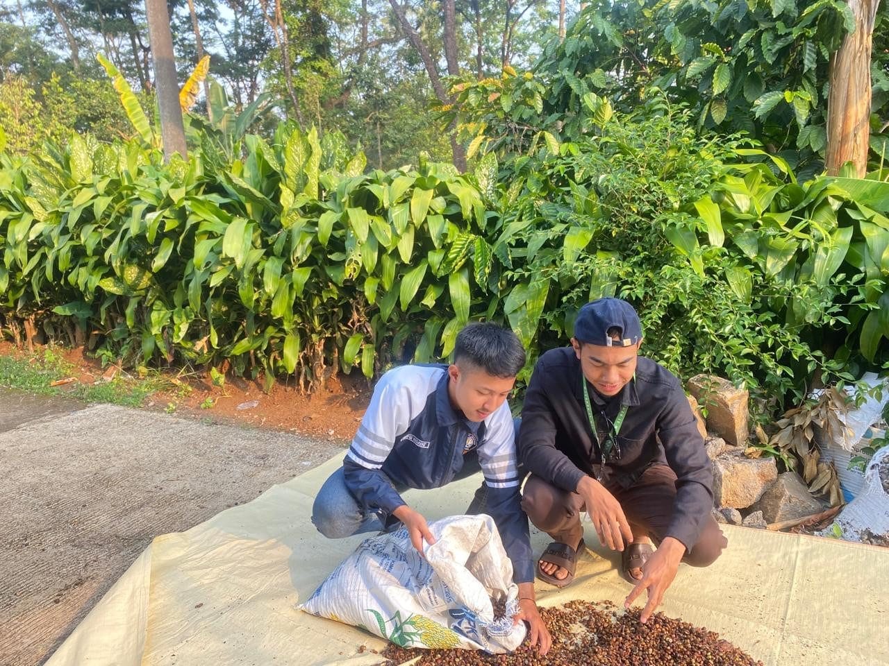 Program KKN-T Tim 21 UNDIP Lakukan Pemberdayaan Masyarakat Desa Gedong Kendal Lewat Pengolahan Kulit Kopi Fermentasi sebagai Pakan Ternak Tinggi Nutrisi Program KKN-T Tim 21 UNDIP Lakukan Pemberdayaan Masyarakat Desa Gedong Kendal Lewat Pengolahan Kulit Kopi Fermentasi sebagai Pakan Ternak Tinggi Nutrisi