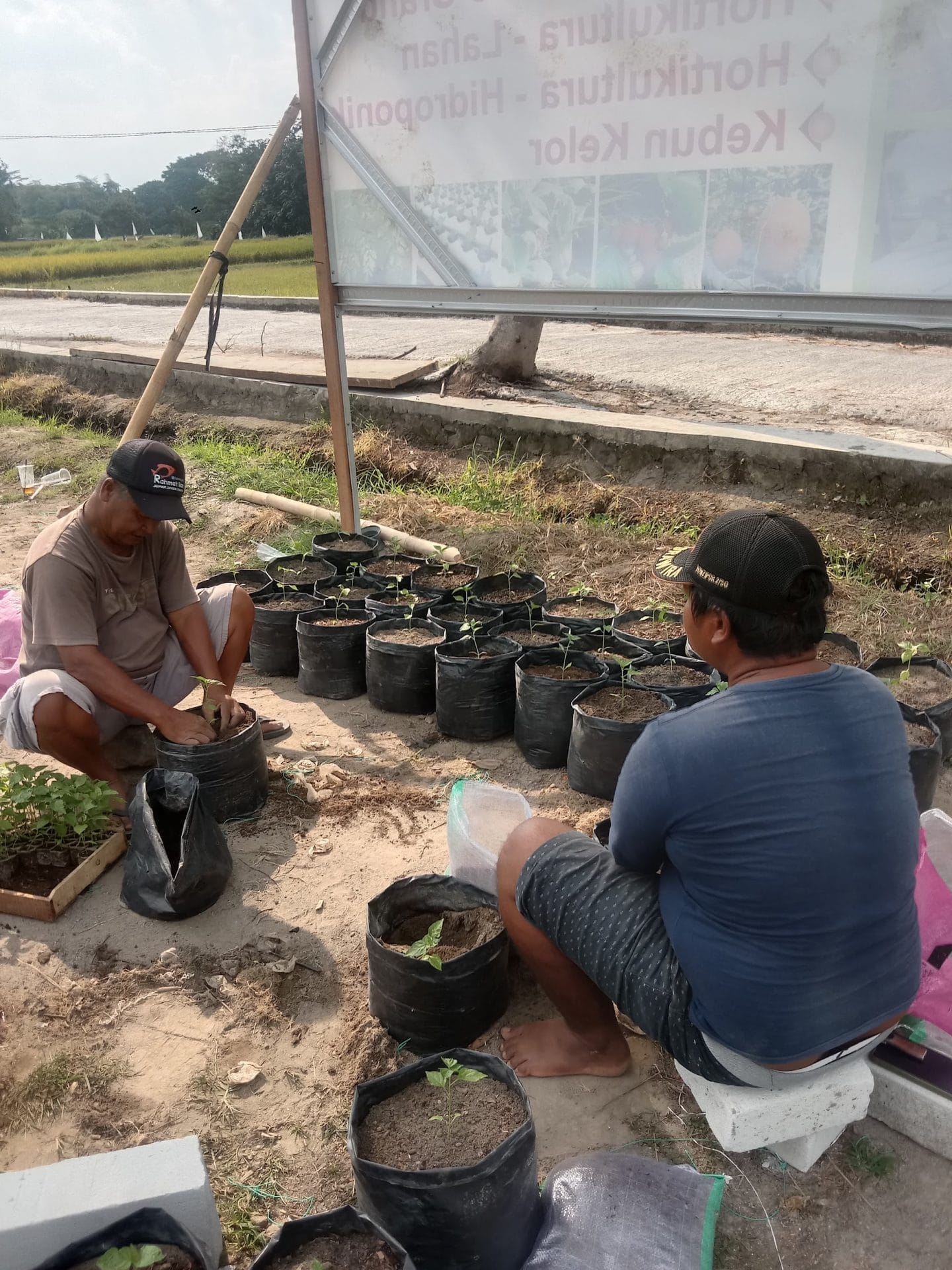Mahasiswa KKN UNS 114 Lakukan Penanaman Kacang Panjang serta Pembuatan Pestisida Nabati Bersama Green House Desa Sidowayah Mahasiswa KKN UNS 114 Lakukan Penanaman Kacang Panjang serta Pembuatan Pestisida Nabati Bersama Green House Desa Sidowayah