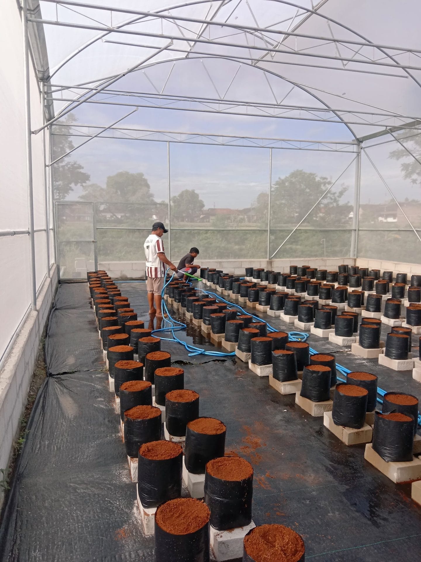 Mahasiswa KKN UNS 114 Lakukan Penanaman Kacang Panjang serta Pembuatan Pestisida Nabati Bersama Green House Desa Sidowayah Mahasiswa KKN UNS 114 Lakukan Penanaman Kacang Panjang serta Pembuatan Pestisida Nabati Bersama Green House Desa Sidowayah
