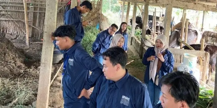 Dalami Potensi Lokal, Mahasiswa KKN UPGRIS Kelompok 21 Observasi Proses Memerah Sapi di Peternakan Warga