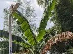 Menerangi dan Mengedukasi, Inovasi Lingkungan dari Mahasiswa KKN-T UPGRIS Kelompok 10 di Desa Kalongan Menerangi dan Mengedukasi, Inovasi Lingkungan dari Mahasiswa KKN-T UPGRIS Kelompok 10 di Desa Kalongan