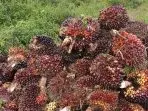 Minyak Atsiri Indonesia: Dari Limbah Sawit Menjadi Emas Hijau yang Mengubah Ekonomi Petani Semarang