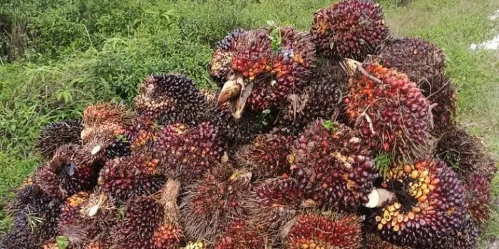 Minyak Atsiri Indonesia: Dari Limbah Sawit Menjadi Emas Hijau yang Mengubah Ekonomi Petani Semarang