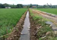 Jalan-sawah-desa-Sumurjomblangbogo