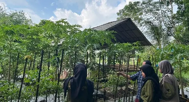 Minat Pembudidaya Turun, Usaha Bibit Cabai Dinilai Kurang Menguntungkan