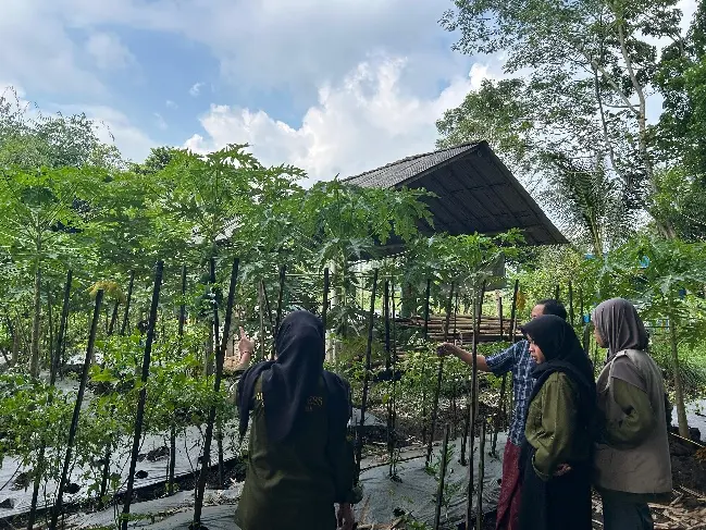 Minat Pembudidaya Turun, Usaha Bibit Cabai Dinilai Kurang Menguntungkan