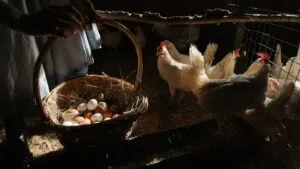 Ketika Negara Menetapkan Harga: Menimbang Kebijakan Harga Acuan Ayam dan Telur dari Kacamata Ekonomi Publik