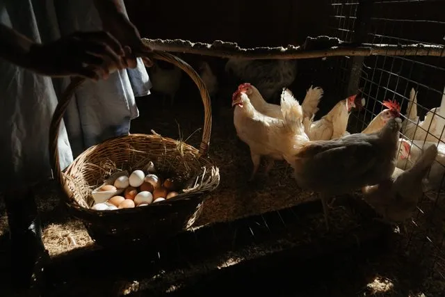 <span class="title-text">Ketika Negara Menetapkan Harga: Menimbang Kebijakan Harga Acuan Ayam dan Telur dari Kacamata Ekonomi Publik</span>