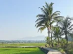 Petani Desa Kayupuring Terjerat Hambatan Administratif, Hak Jaminan Sosial Belum Terpenuhi
